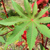 Aroma Pára: Ricinus a Csodafa